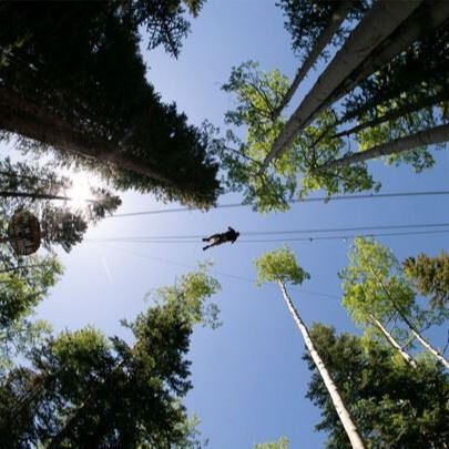 Looking up to sky through trees under a zip liner